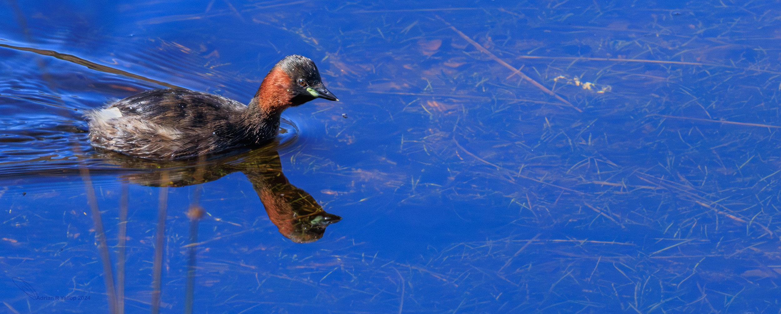 Tachybaptus ruficollis